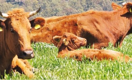 La Regione annuncia iniziative per la zootecnia siciliana. Quali? Prevenzione incendi? Reperimento foraggi? Cosa c'&egrave; di concreto?