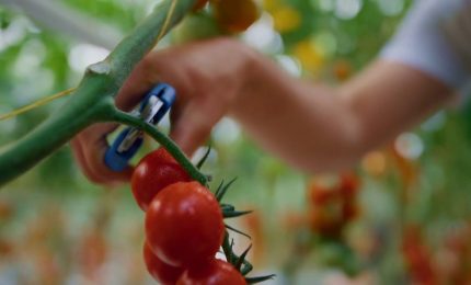 Pnrr, 500 mln per la logistica agroalimentare