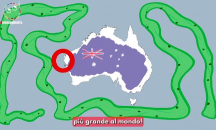 Australia, trovato l'organismo pi&ugrave; grande del mondo