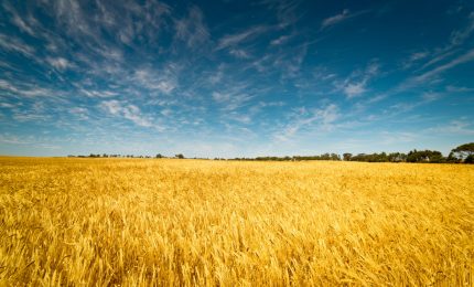 Incredibile: la CUN decide i prezzi del grano duro della Sicilia ignorando gli agricoltori siciliani/ MATTINALE 674