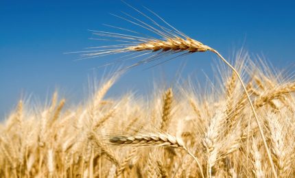 La siccità ha ridotto la produzione il grano duro di Sud e Sicilia. Gli allevatori (carne e latte) in questo momento lavorano in perdita