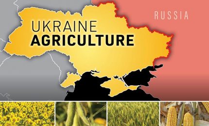 Ma il grano bloccato in Ucraina quanti anni ha se è vero che ancora non è iniziata la trebbiatura?
