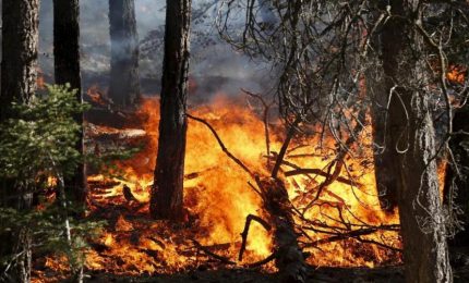 Incendi boschivi: 31 milioni di euro per 'Sicily Cyber Security'. Utilizzare questi soldi per presidiare le aree verdi con le persone no?