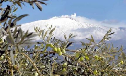 Olio extra vergine di oliva DOP Monte Etna, in vigore il nuovo disciplinare