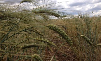 Simenza: il prezzo dei grani antichi della Sicilia non aumenter&agrave;