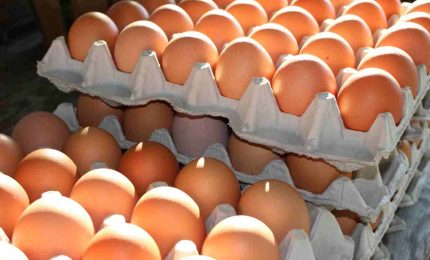 Il colosso francese nella produzione di uova Matines chiude a causa dell'aumento del prezzo dei cereali