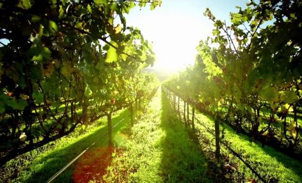 Il biologico continua a crescere ma frenano i consumi