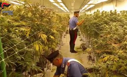 Scoperte due maxi piantagioni di marijuana vicino Roma, 11 arresti