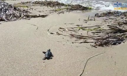 Si schiudono a Siculiana le prime uova di Caretta Caretta