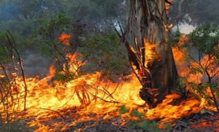 Mezzo mondo colpito dagli incendi boschivi: autocombustione o strategia terroristica globale?