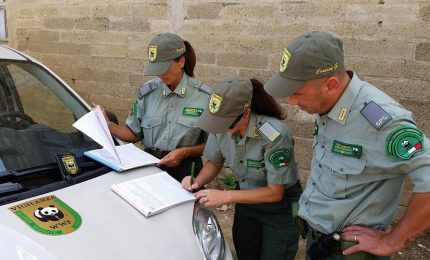 Che tipo di 'piacere' prova un cacciatore nell'ammazzare un animale, magari con un fucile semiautomatico “truccato”?