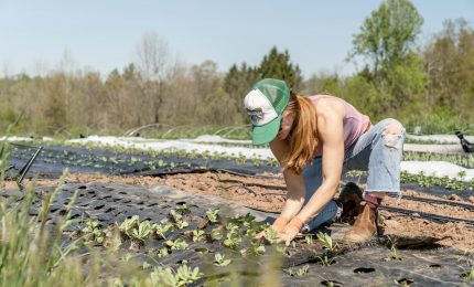 Toscana, multa da 7 mila euro ad un'azienda agricola: faceva lavorare gli operai con temperature di 36 gradi