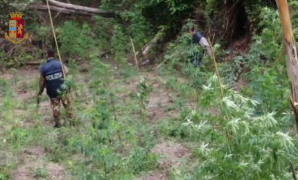 Sequestrati 700 chili di marijuana a Vibo Valentia, 3 arresti