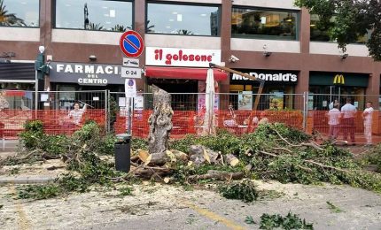 La Francia pianta alberi nelle città contro il caldo, a Palermo tagliano alberi per fare posto al Tram (e ai picciuli)  /MATTINALE 721