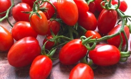 Il 'Mistero' del pomodoro datterino trasformato che costa molto meno del pomodoro fresco/ MATTINALE 736