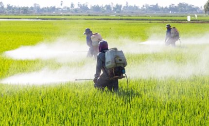 Uno studio condotto da un'universit&agrave; americana rilancia il legame tra il glifosato e il morbo di Alzheimer