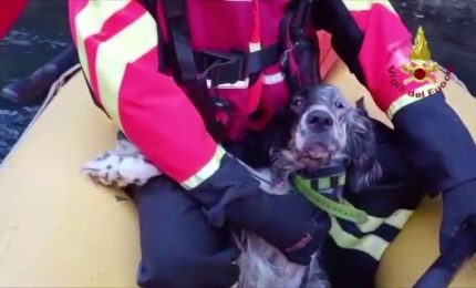 Vicenza, setter caduto in dirupo salvato da Vvf "alpinisti"