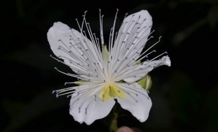 Botanico dell&rsquo;Universit&agrave; di Palermo nel team che ha scoperto nel Laos una nuova specie