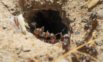 Quante formiche ci sono sulla sulla Terra?