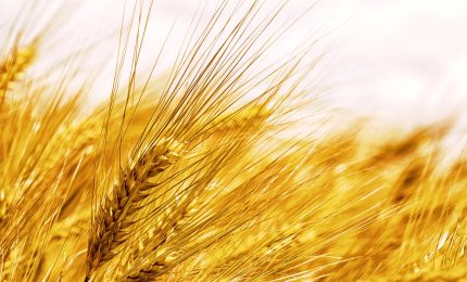 Crisi del grano duro siciliano: analisi e proposte di una candidata alle elezioni nella lista Cateno De Luca Sindaco di Sicilia