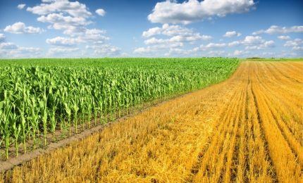Crolla la produzione di mais in Europa a causa della siccità. Giù i prezzi del grano. Aumenta l'export di grano canadese