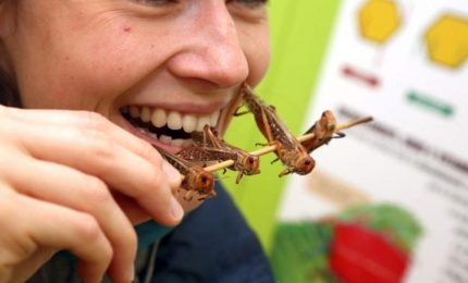 Larve e insetti: perché la Ue vuole farceli mangiare?
