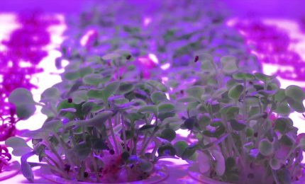 Il cibo alla sfida del futuro tra innovazione e sostenibilit&agrave;