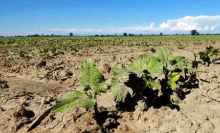 Giusta e da appoggiare la proposta di Cosimo Gioia di un nuovo partito politico di soli agricoltori siciliani