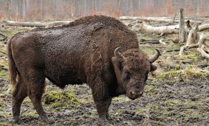 Il bisonte europeo sembrava in pericolo invece oggi si contano quasi 10 mila esemplari