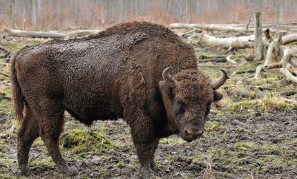 Il bisonte europeo sembrava in pericolo invece oggi si contano quasi 10 mila esemplari
