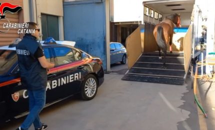 I carabinieri interrompono una corsa clandestina di cavalli a Nicolosi, 9 denunce