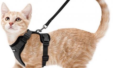 I gatti? Quando eliminavano i topi andavano bene liberi. Ora li vogliono al guinzaglio per tutelare gli uccelli canterini