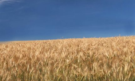 Sale la tensione tra Russia e Ucraina con lo spettro delle armi nucleari mentre aumentano i prezzi di grano e fertilizzanti