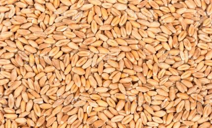 Senza gas energia prodotta con il pellet. Perch&eacute; non produrre energia bruciando il grano che costa la met&agrave; del pellet?