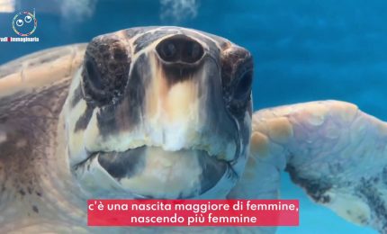 A Napoli un ospedale per le tartarughe