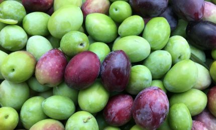 Santo Bono: "Vendere l'olio d'oliva extra vergine a 6 euro al Kg? Mai. Preferisco regalare le olive"