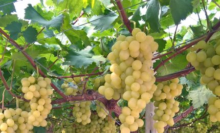 Crisi dell'uva da tavola: la Regione Puglia sta intervenendo in favore degli agricoltori pugliesi. E in Sicilia?
