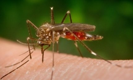 La lotta chimica alle zanzare inquina l'ambiente, danneggia gli animali ed espone l'uomo ad Alzheimer, Parkinson e Sclerosi multipla