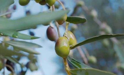 Olio, produzione in calo del 30%