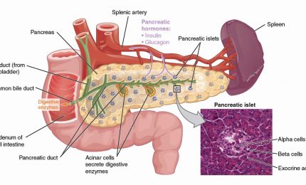 L&rsquo;autotrapianto per gli interventi sul pancreas