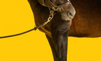 Arriva da moda delle scarpe per i cavalli al prezzo di mille e 200 euro per ogni scarpa...