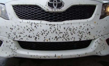 Sempre meno insetti spiaccicati sui parabrezza delle auto. Perché?