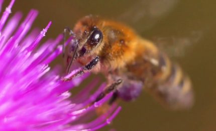 Crescono le risorse per l'apicoltura