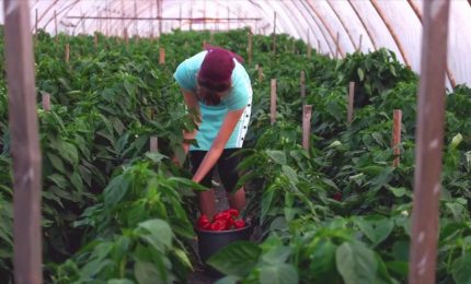 Ue, 186 milioni per promuovere l'agroalimentare di qualit&agrave;