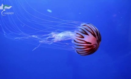 Presentata a Roma l'edizione 2023 del Calendario Cites