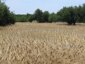 La storia del grano duro siciliano 'Manto di Maria' e il pericolo che venga scippato alla nostra Isola/ MATTINALE 888