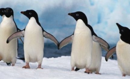 Quasi dimezzata la popolazione dei pinguini nel Continente antartico. Ecco perché