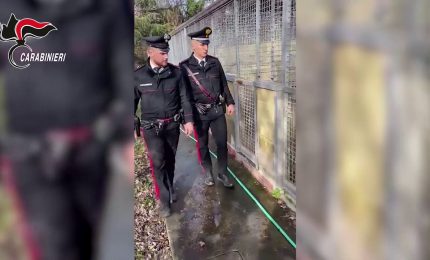Sequestro in un canile del milanese in cattive condizioni igieniche