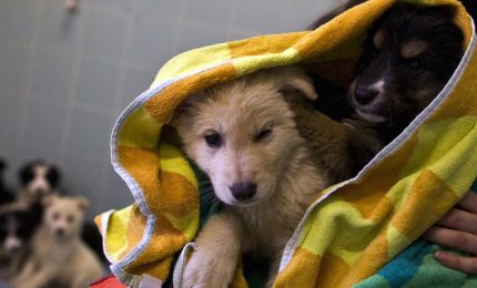 Un Comune campano premia i cittadini che adottano un cane