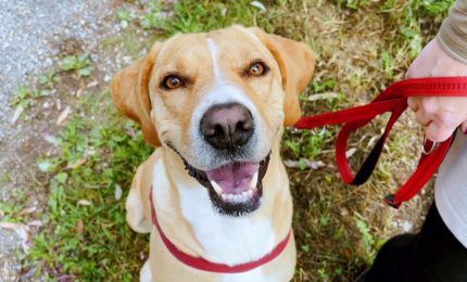 Come fare felici i nostri amici a quattro zampe